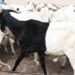 N’Djaména : Un mouton pour la Tabaski détourné puis récupéré après une escroquerie