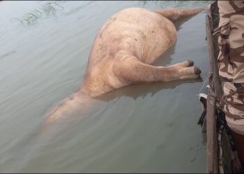 Moyen-Chari : Combat de titans sur le fleuve, un hippopotame retrouvé mort