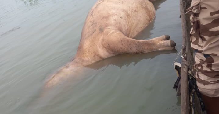 Moyen-Chari : Combat de titans sur le fleuve, un hippopotame retrouvé mort