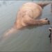 Moyen-Chari : Combat de titans sur le fleuve, un hippopotame retrouvé mort