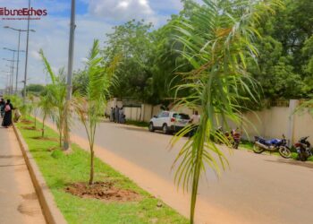 N’Djaména : La Mairie du 1ᵉʳ arrondissement offre des plants gratuits pour reverdir la commune