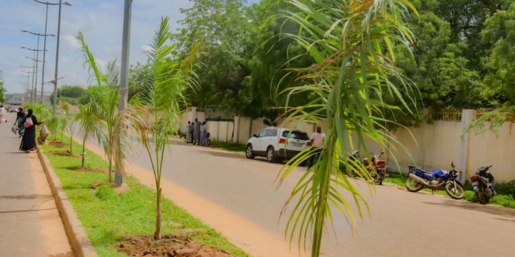 N’Djaména : La Mairie du 1ᵉʳ arrondissement offre des plants gratuits pour reverdir la commune