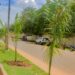 N’Djaména : La Mairie du 1ᵉʳ arrondissement offre des plants gratuits pour reverdir la commune