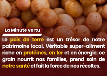 La minute vertu : Le pois de terre, le trésor caché des terres tchadiennes pour notre santé