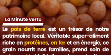 La minute vertu : Le pois de terre, le trésor caché des terres tchadiennes pour notre santé