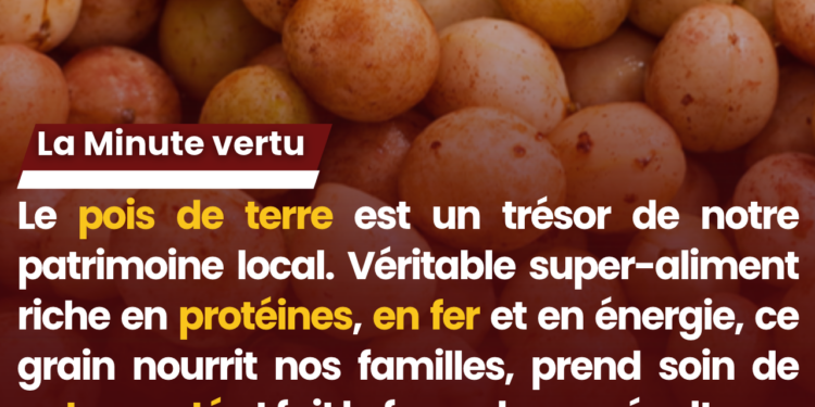La minute vertu : Le pois de terre, le trésor caché des terres tchadiennes pour notre santé