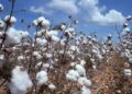 Où en est le Tchad avec la filière coton, l&rsquo;or blanc ?