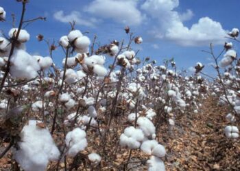 Où en est le Tchad avec la filière coton, l&rsquo;or blanc ?