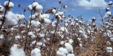 Où en est le Tchad avec la filière coton, l&rsquo;or blanc ?