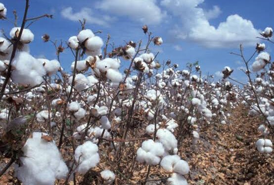 Où en est le Tchad avec la filière coton, l’or blanc ?