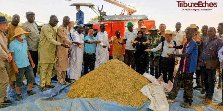 Tchad : L’ITRAD et la mission chinoise identifient de nouveaux sites pour renforcer la coopération agricole